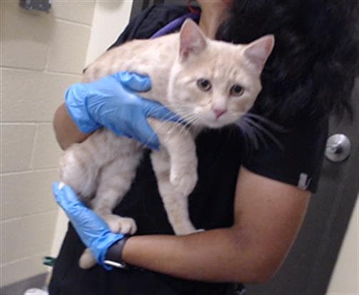 Jfk - Domestic Short Hair