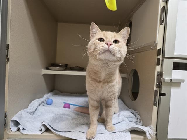 Jfk - Domestic Short Hair