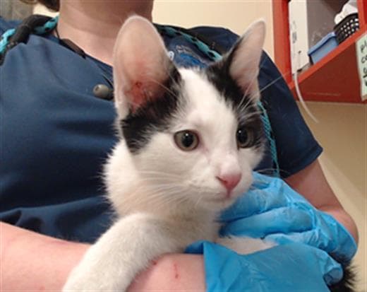 Jimmothy James - Domestic Short Hair