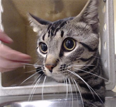 Purrmageddon - Domestic Short Hair