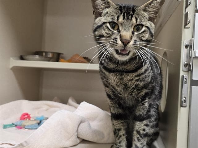 Purrmageddon - Domestic Short Hair