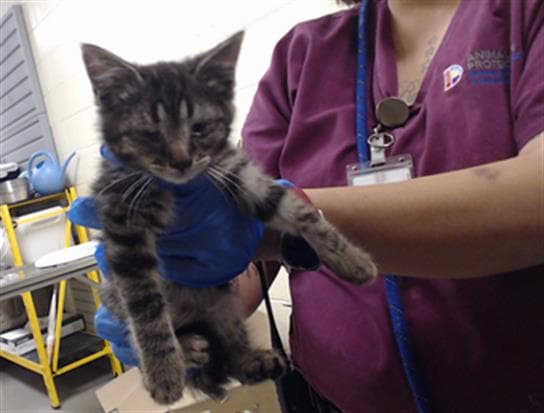 Poptart - Domestic Short Hair