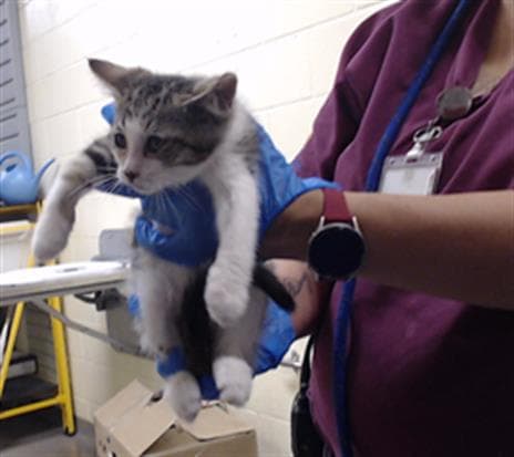 Scotch - Domestic Short Hair