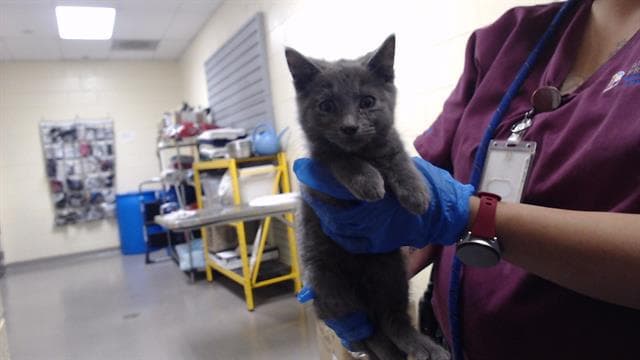 Butter - Domestic Short Hair