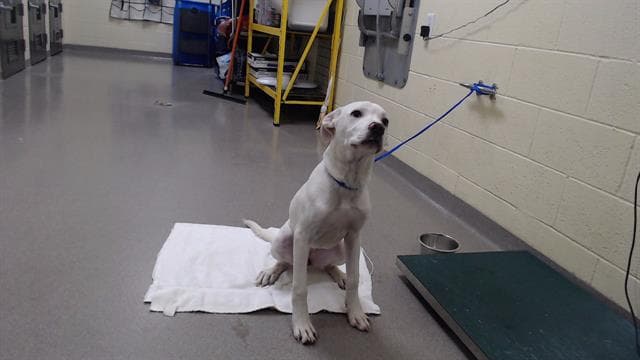 Nova - Dogo Argentino