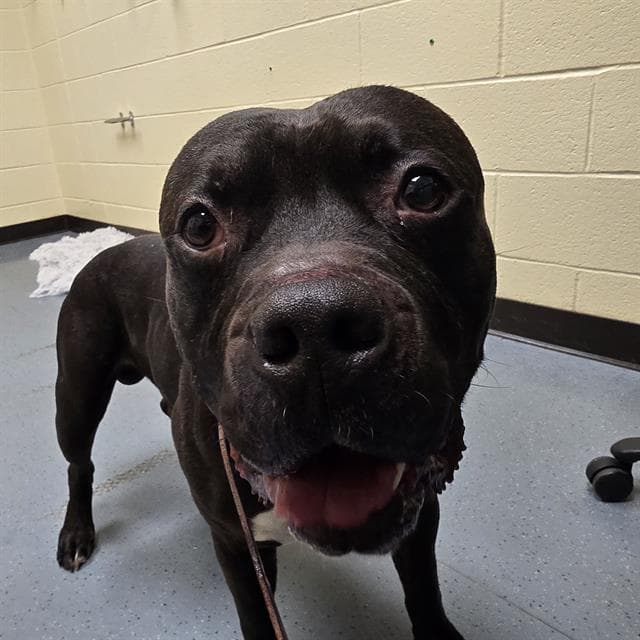Bishop - American Pit Bull Terrier