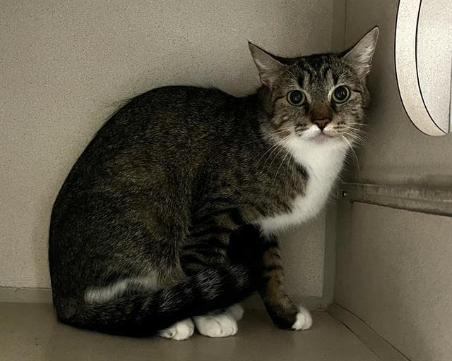 Mary - Domestic Medium Hair