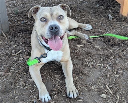 Buk - American Pit Bull Terrier