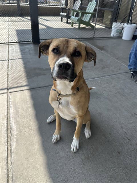 Bella - Boxer
