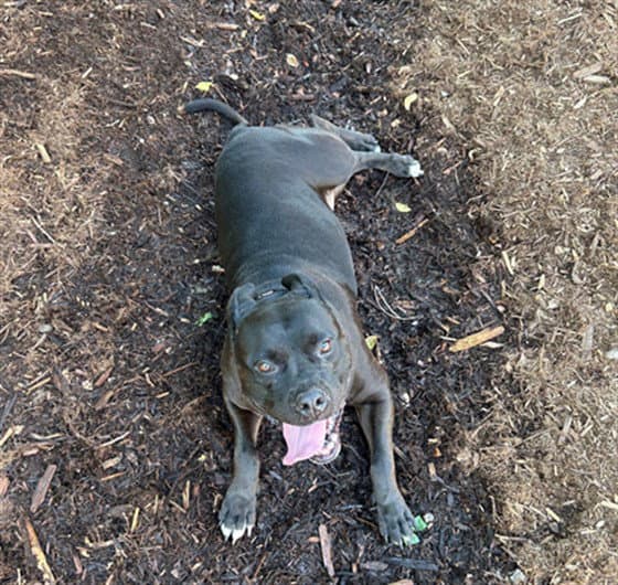 Princess - American Pit Bull Terrier
