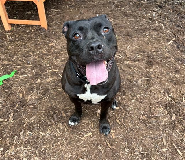 Princess - American Pit Bull Terrier