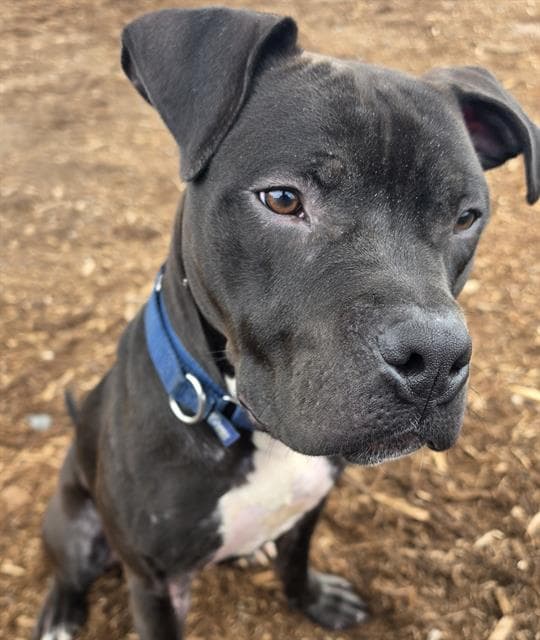 Storm - American Pit Bull Terrier