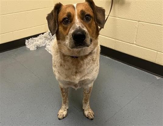 Sir Rocket - Australian Cattle Dog/Blue Heeler
