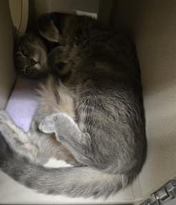 Grey image 1