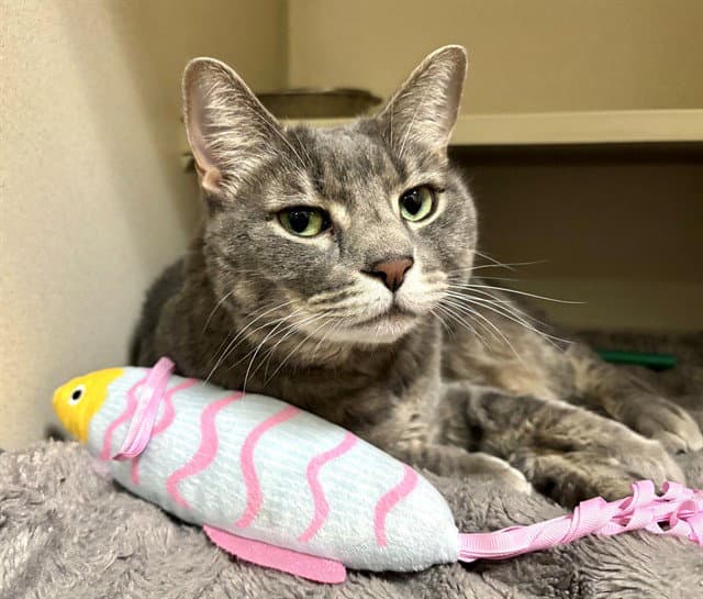 Grey - Domestic Medium Hair