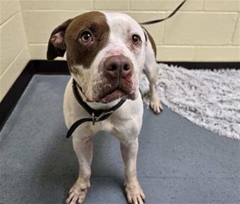 Brown Sugar - American Pit Bull Terrier