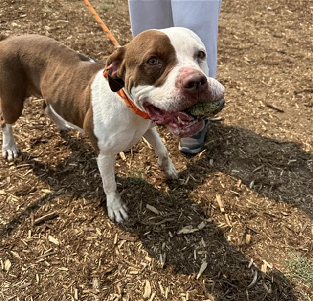 Brown Sugar - American Pit Bull Terrier