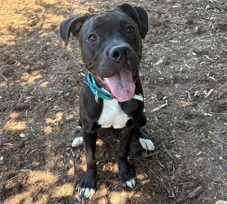 Boston Tea - American Pit Bull Terrier