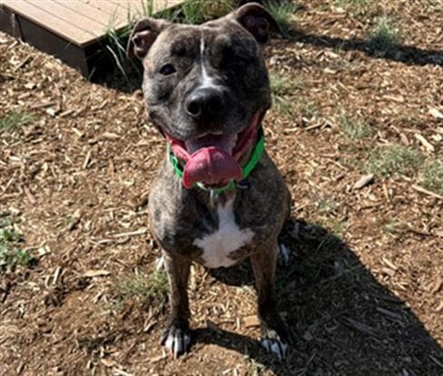 Swirl - Catahoula Leopard Dog
