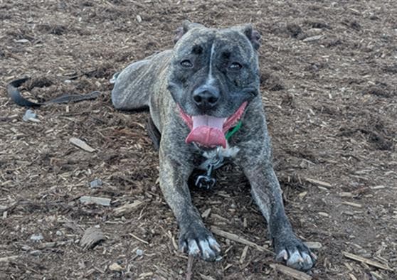 Swirl - Catahoula Leopard Dog