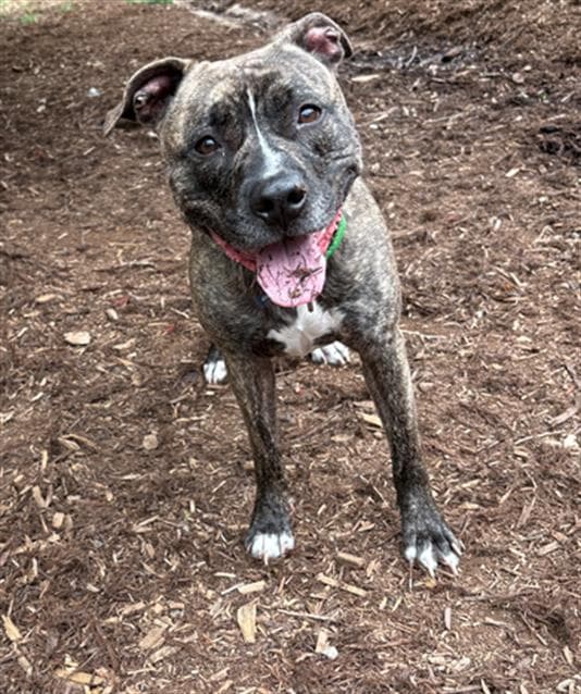 Swirl - Catahoula Leopard Dog
