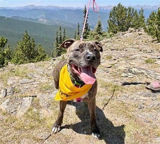 Swirl - Catahoula Leopard Dog