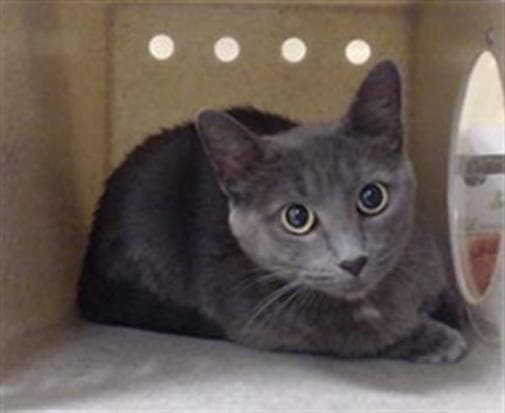Josie - Domestic Short Hair