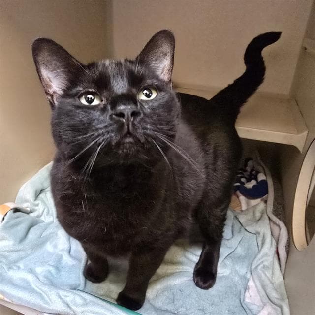 Andy Mac - Domestic Short Hair