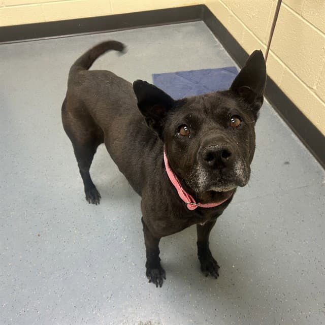 Lotus - Chinese Shar-Pei