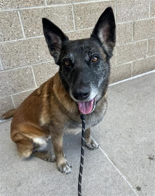Nala - Dutch Shepherd