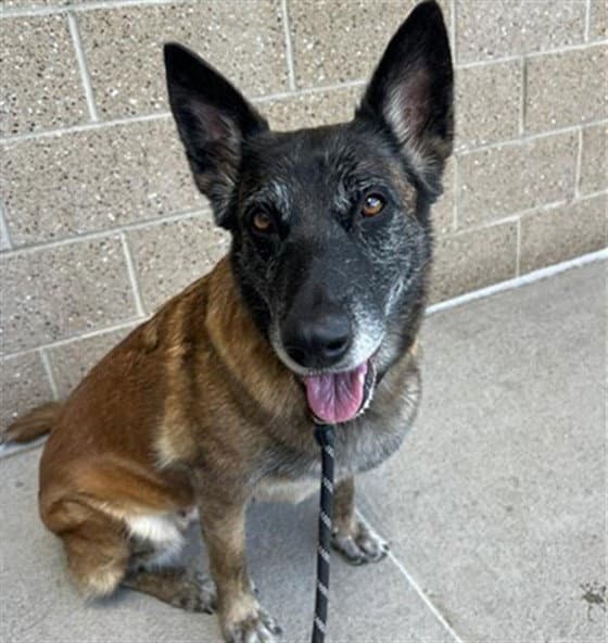 Nala - Dutch Shepherd
