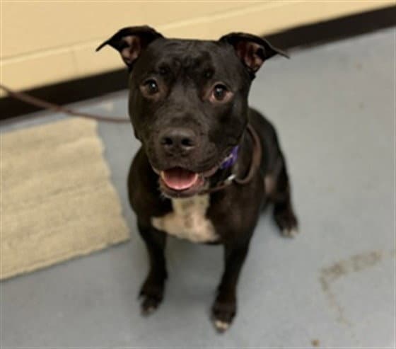Rover - American Pit Bull Terrier