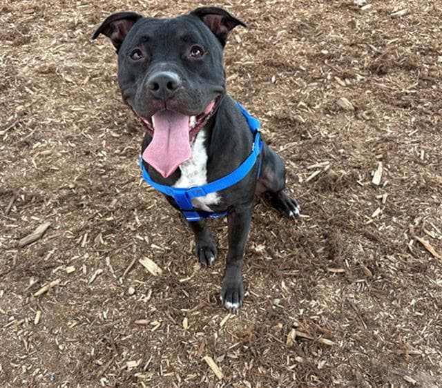 Rover - American Pit Bull Terrier