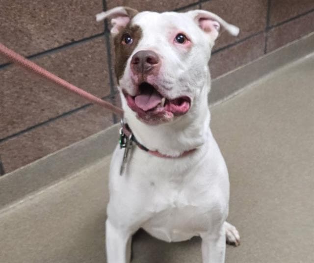 Von - American Pit Bull Terrier