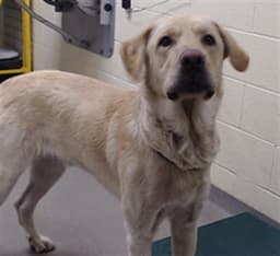 Marley image 1