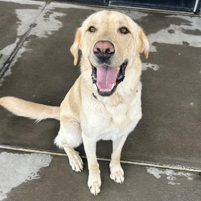 Marley - Labrador Retriever