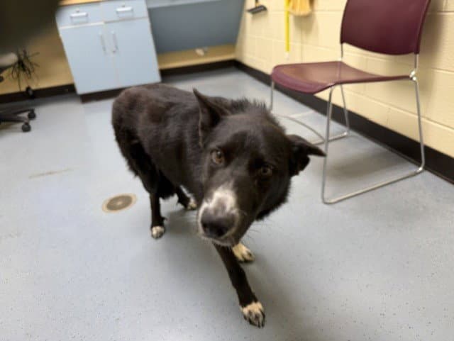 Max - Border Collie