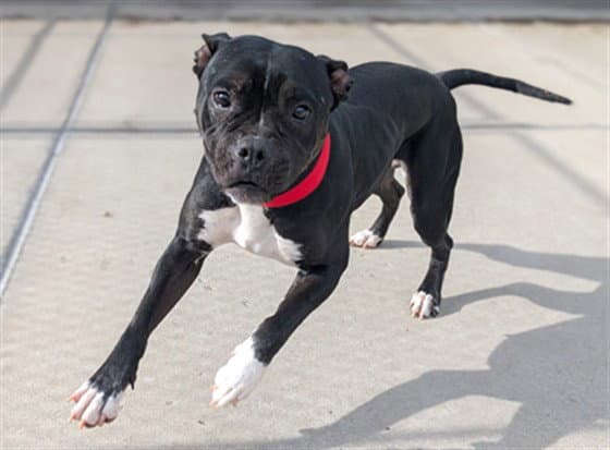 Porthus - American Pit Bull Terrier