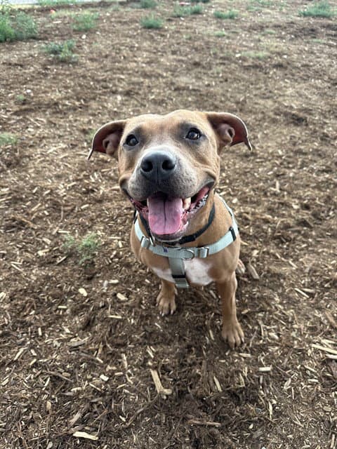 Scrapy - American Pit Bull Terrier
