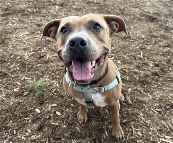 Scrapy - American Pit Bull Terrier