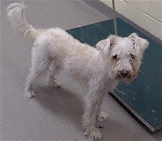 Charlie - Cairn Terrier