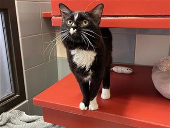 Surf N' Turf - Domestic Medium Hair