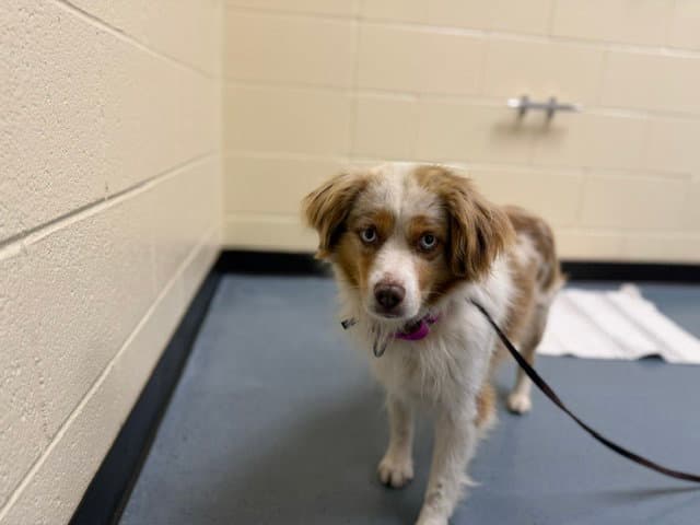 Conrad E - Australian Shepherd