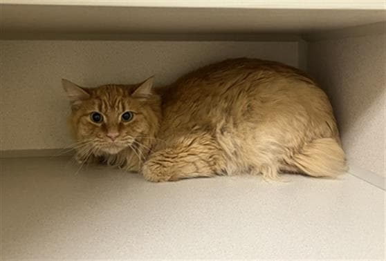Franklyn - Domestic Long Hair
