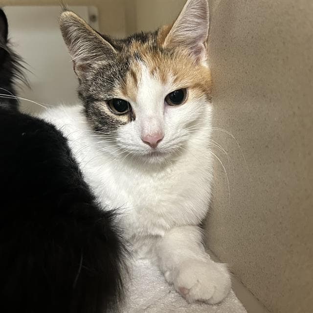 Salt - Domestic Short Hair