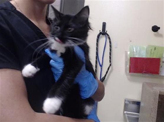 Pepper - Domestic Medium Hair