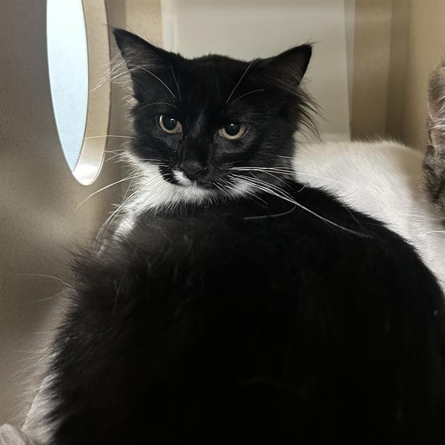 Pepper - Domestic Medium Hair