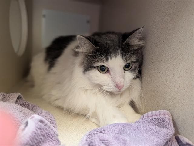 Tennyseve - Domestic Medium Hair