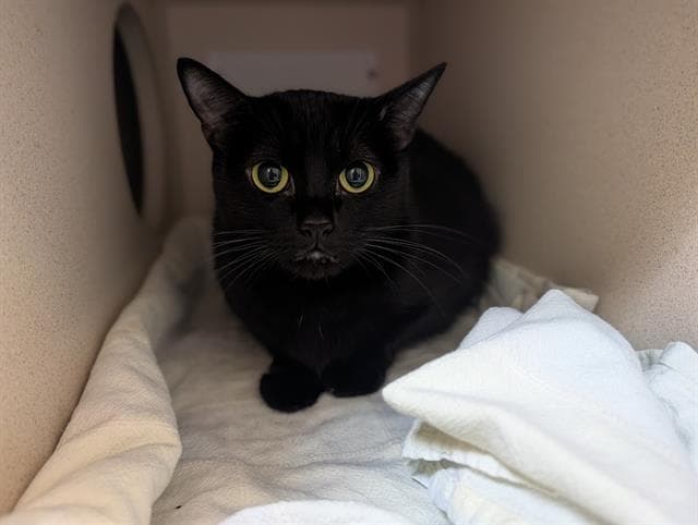 Bella - Domestic Short Hair