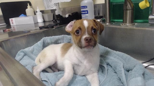 Valentine - Chihuahua
